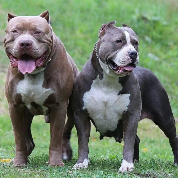large pitbull breeders